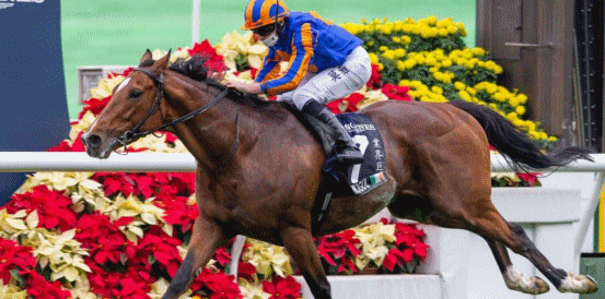 Can Giavellotto Land Another Hong Kong Vase Victory?