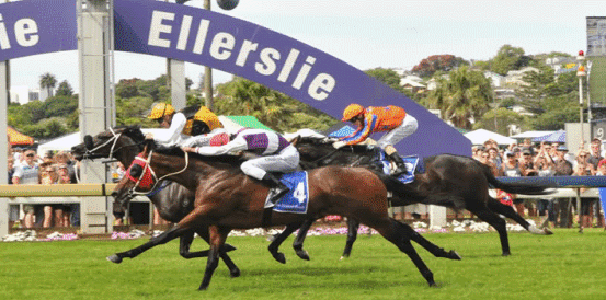 Brando and Aegon Favourites for 2021 New Zealand Derby